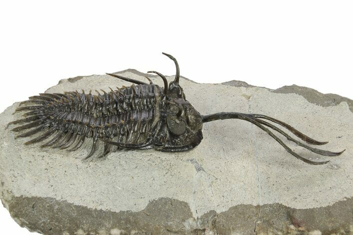 Trident Walliserops Trilobite - Foum Zguid, Morocco #244250